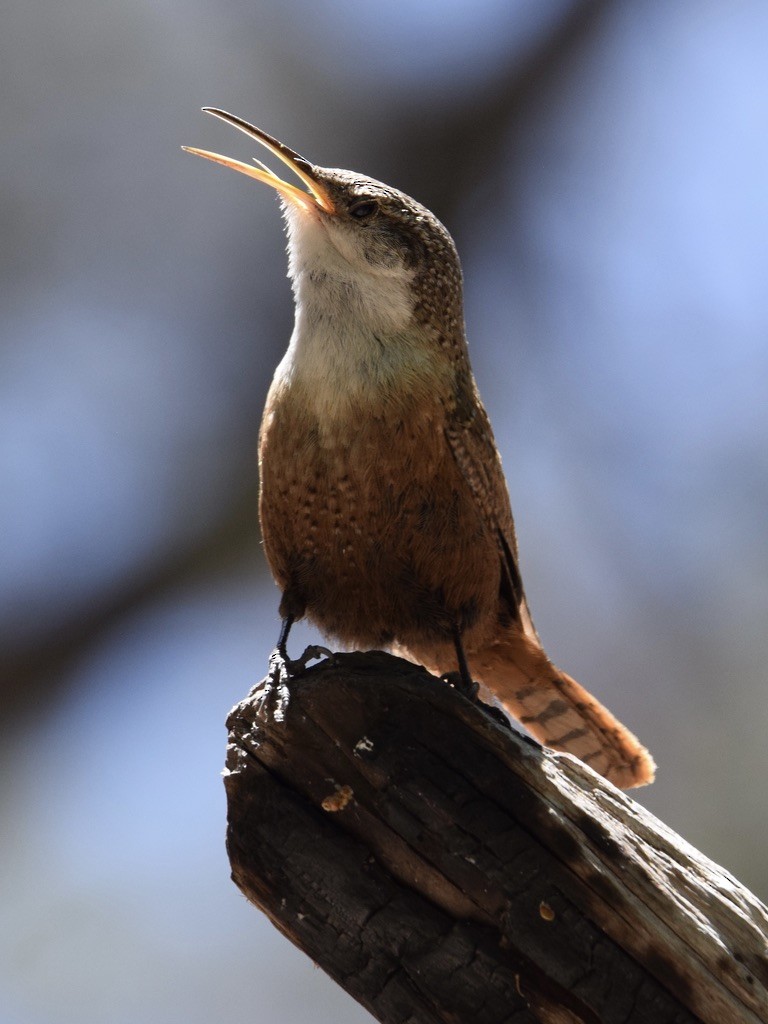 Canyon Wren - ML639487560