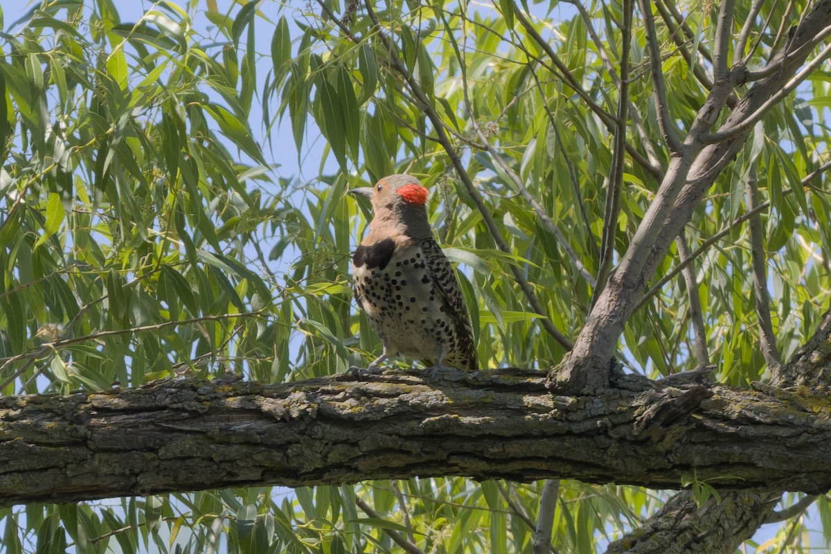 Northern Flicker - ML639487616