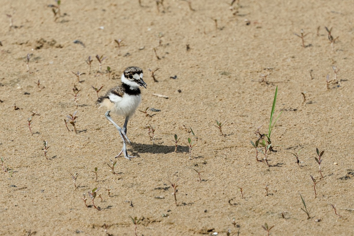 Killdeer - ML639487620