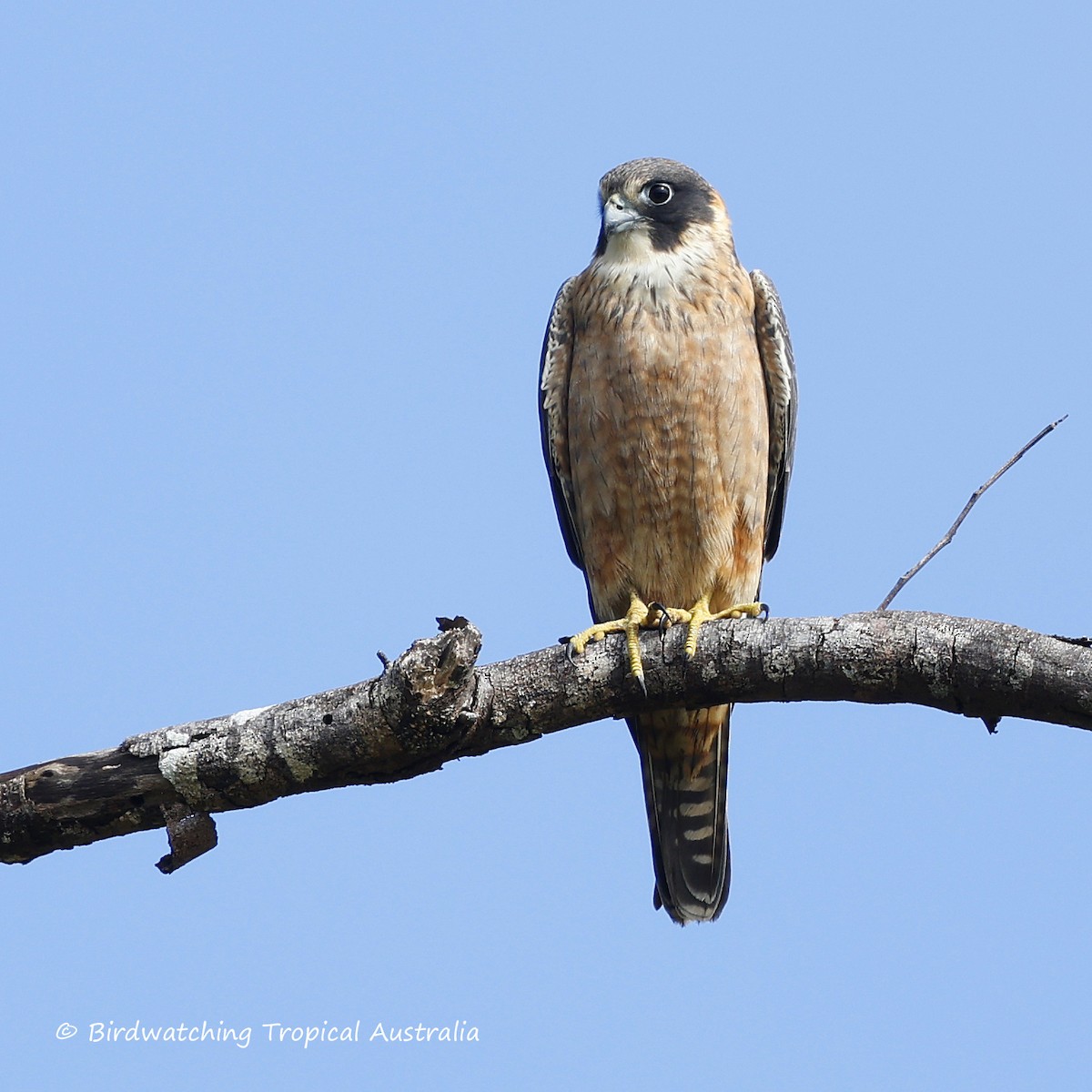 Australian Hobby - ML639487632