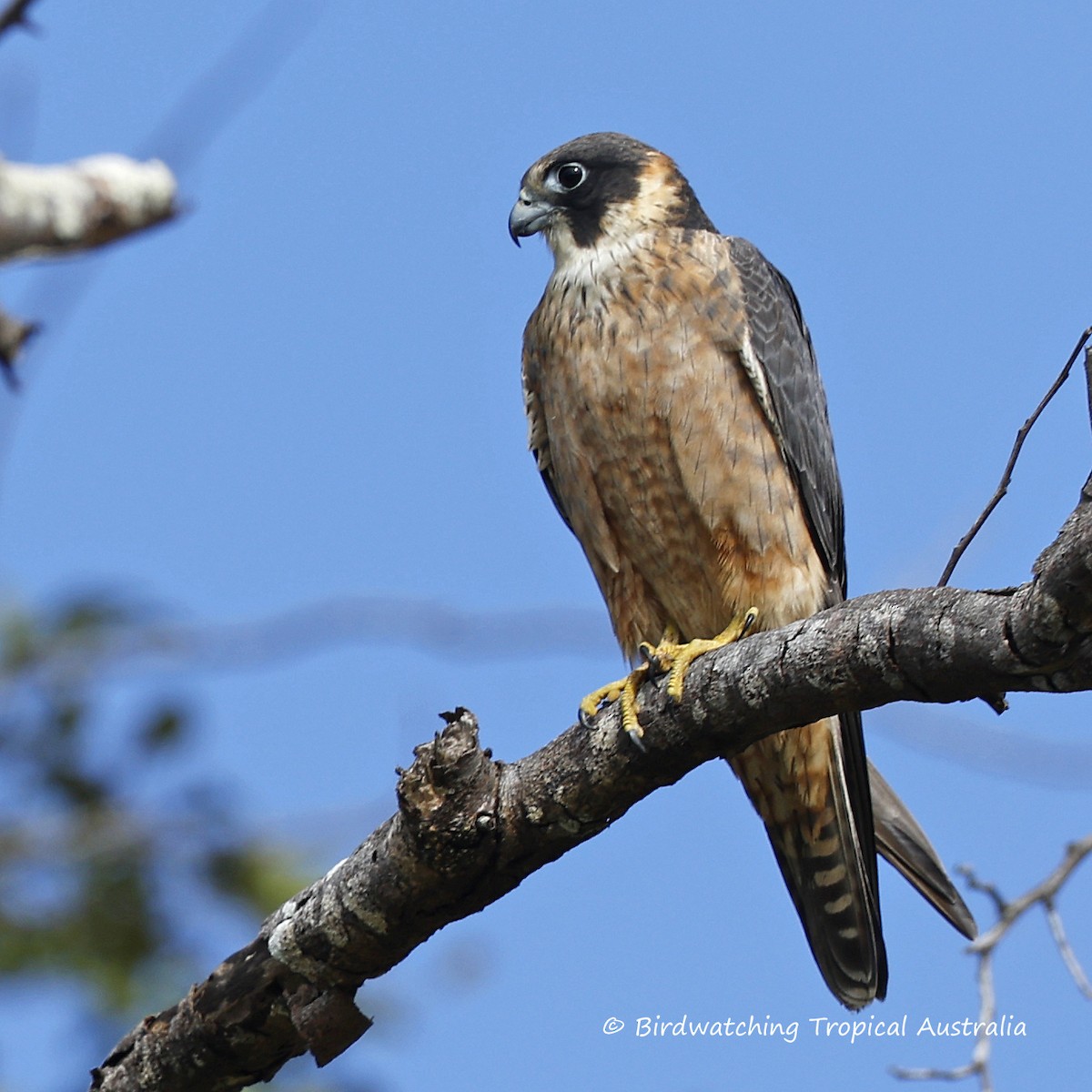 Australian Hobby - ML639487633