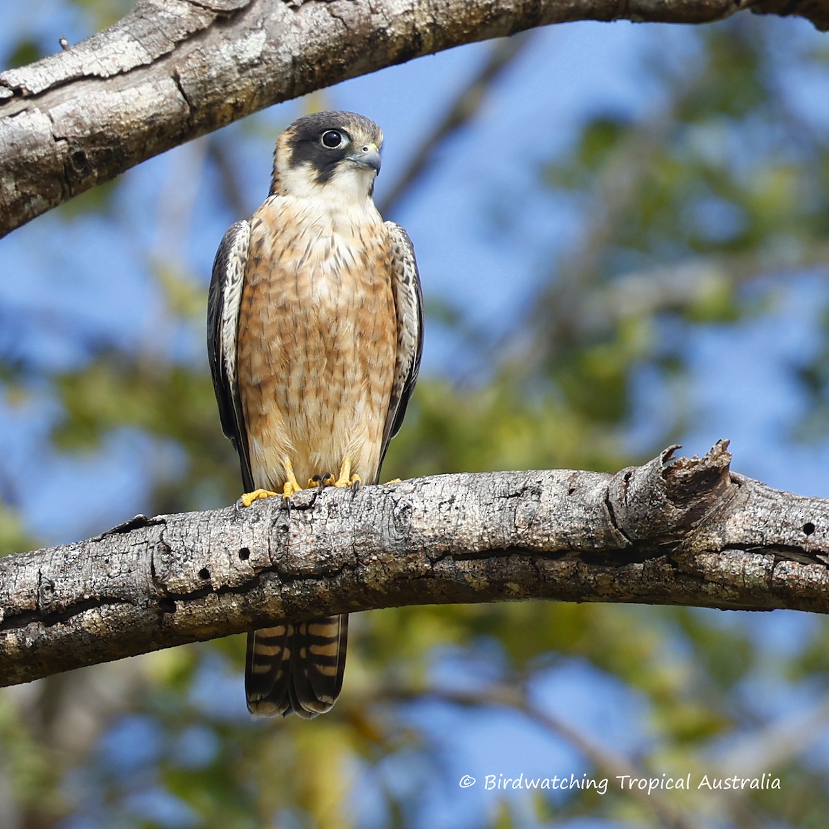 Australian Hobby - ML639487634