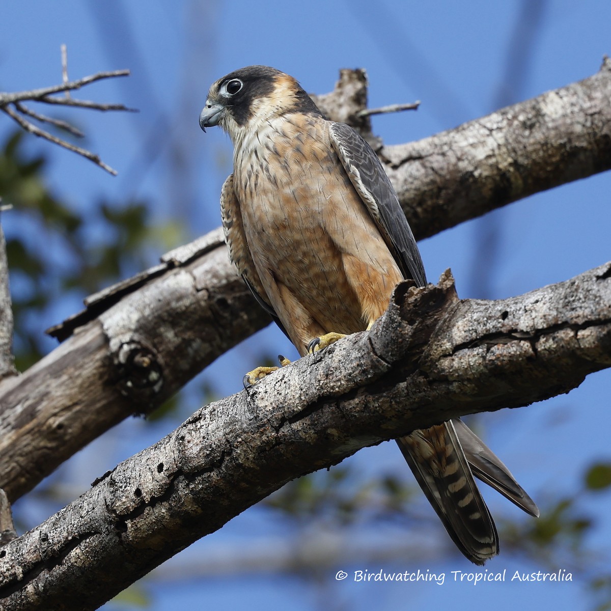 Australian Hobby - ML639487635