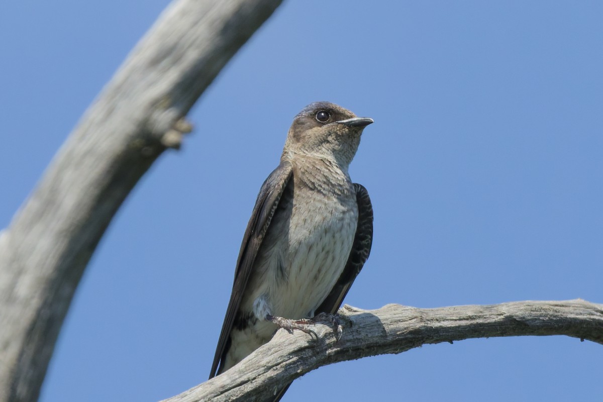 Purple Martin - ML639487638
