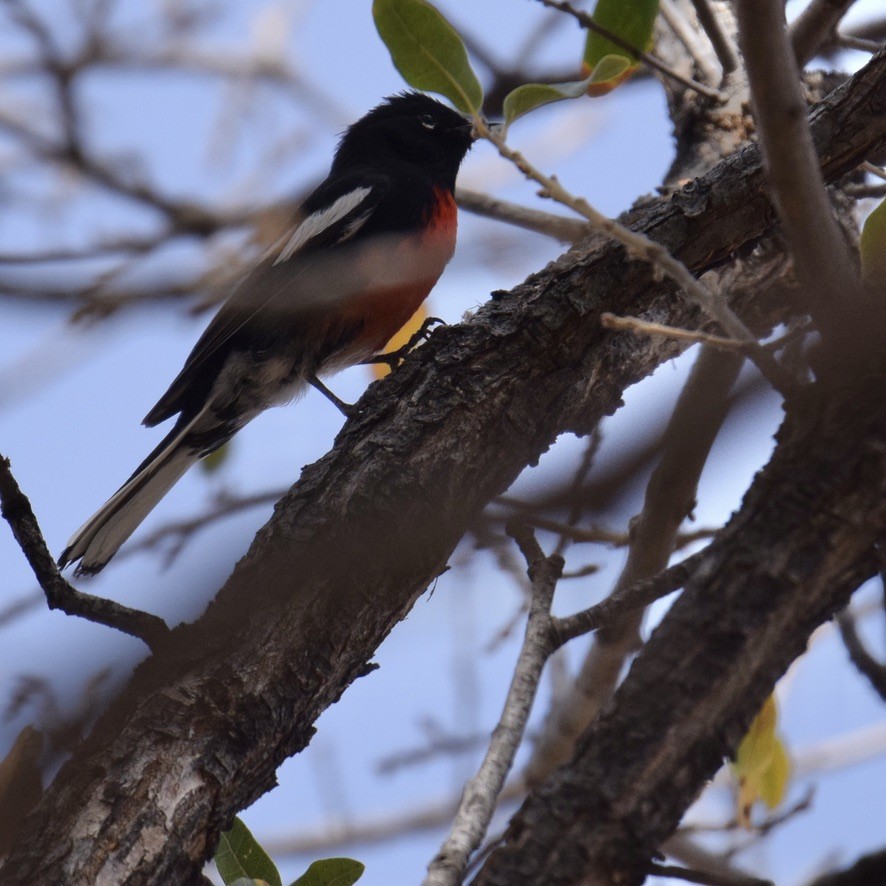 Painted Redstart - ML639487646