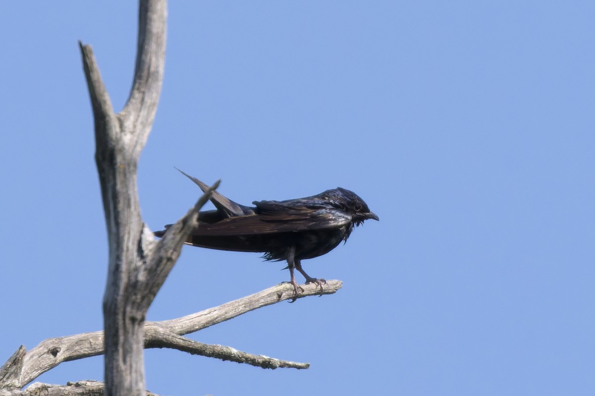 Purple Martin - ML639487647
