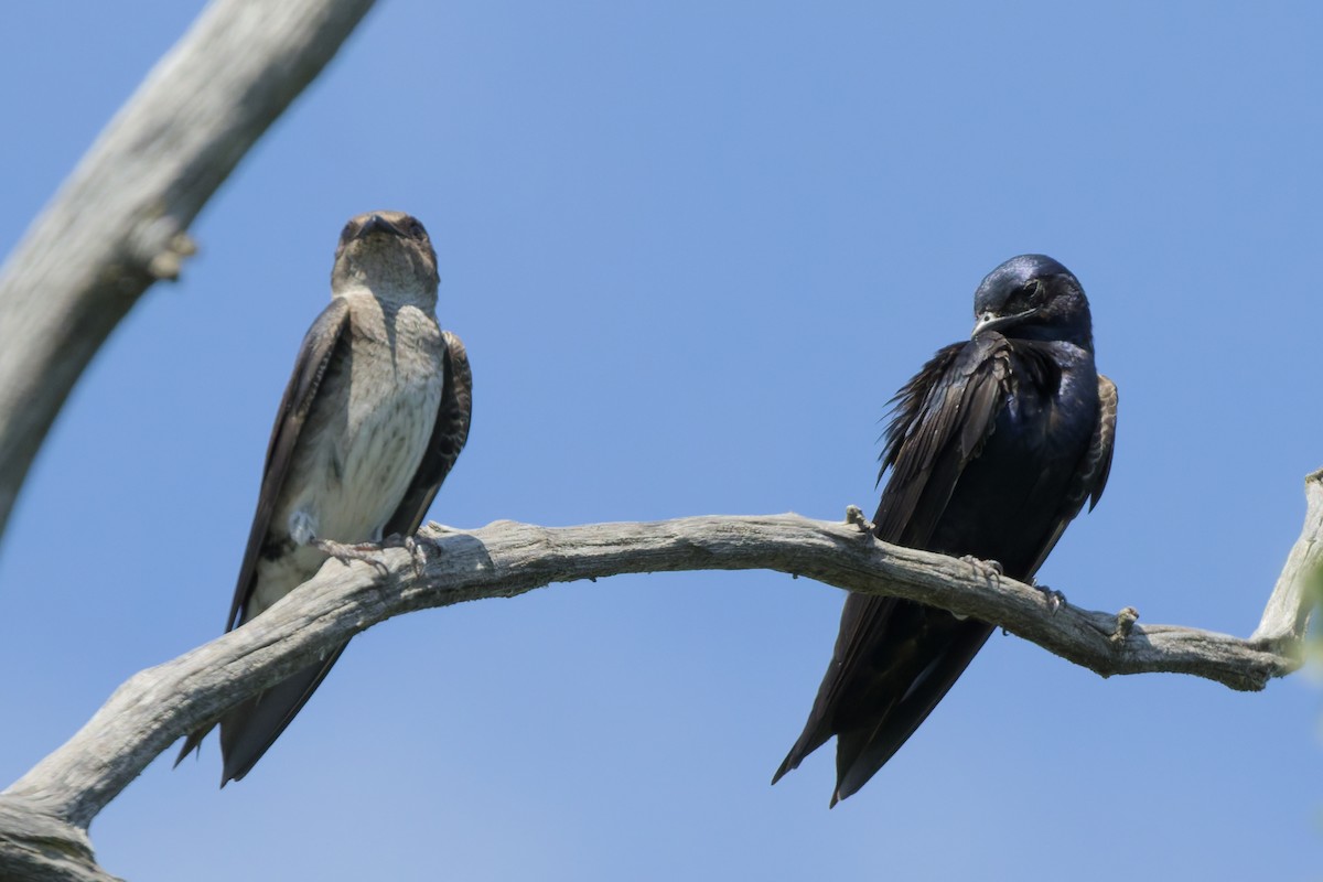 Purple Martin - ML639487655