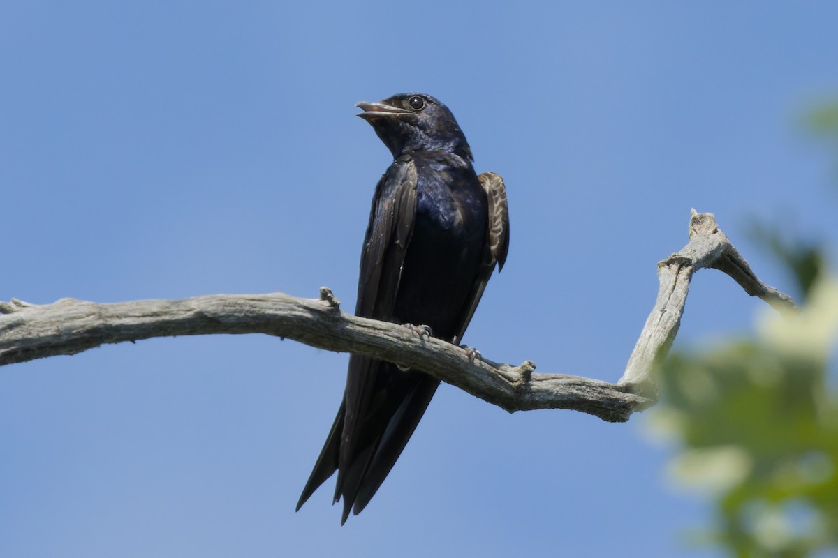 Purple Martin - ML639487658
