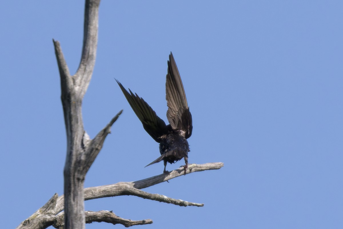 Purple Martin - ML639487660