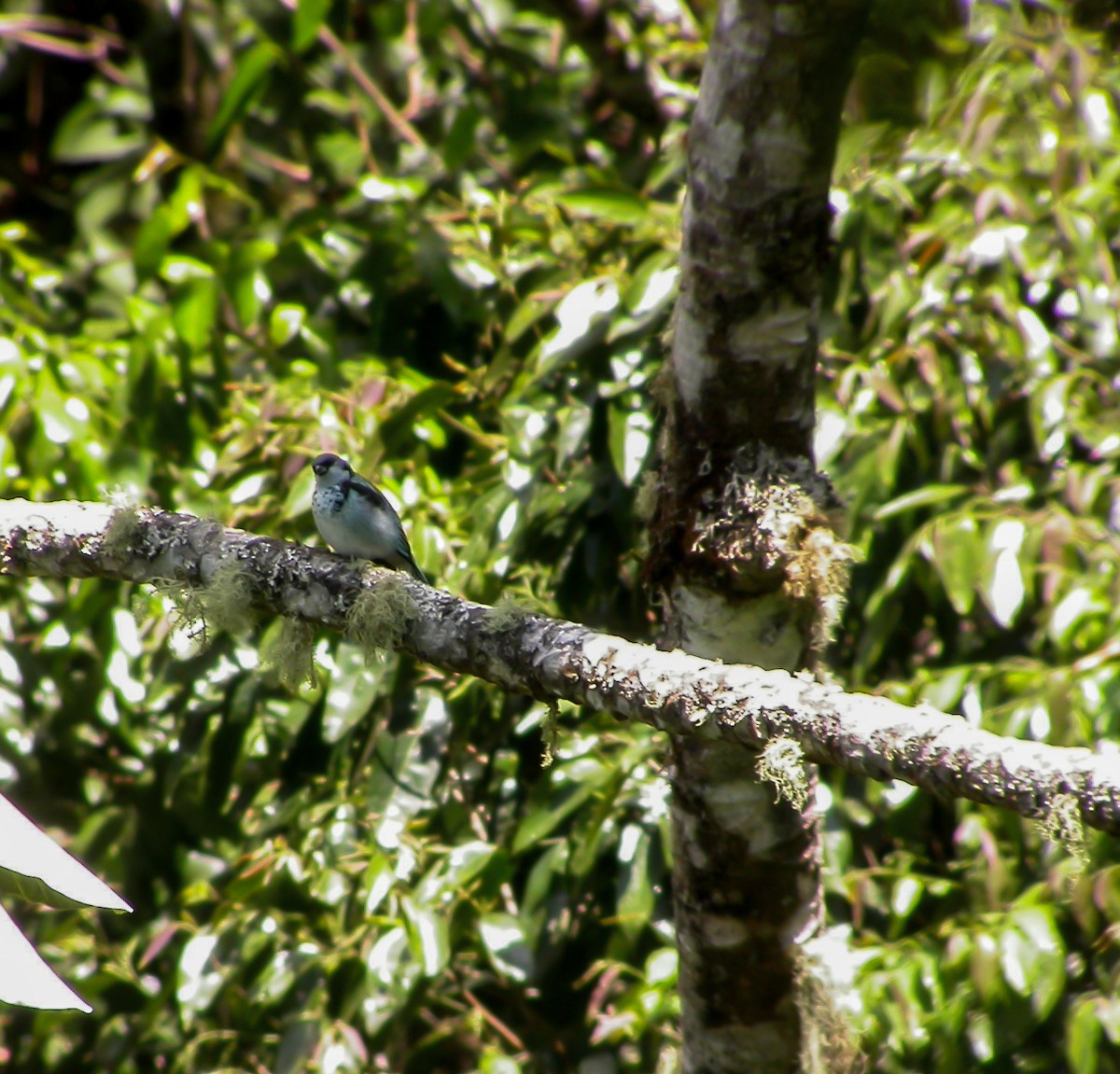 Azure-rumped Tanager - ML639487666
