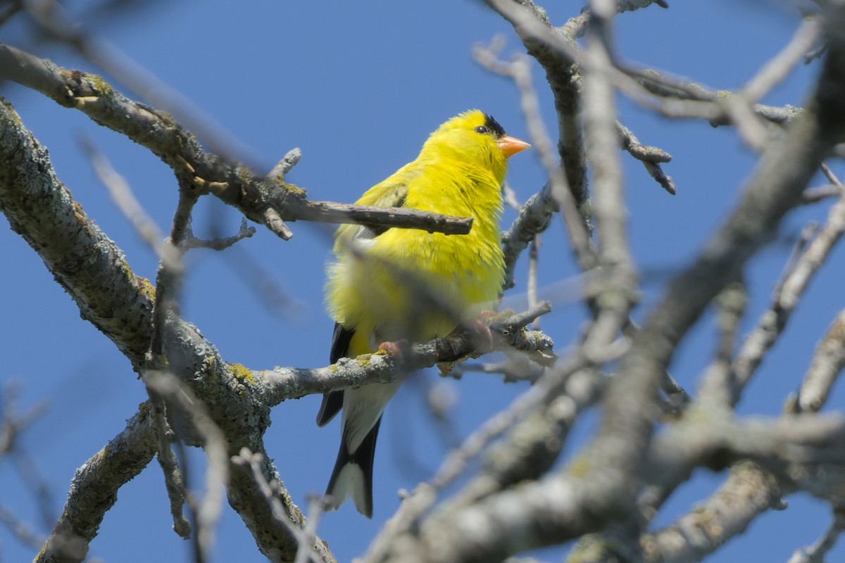 American Goldfinch - ML639487671