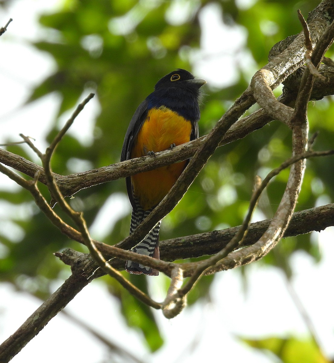 Guyana Trogonu - ML639487686