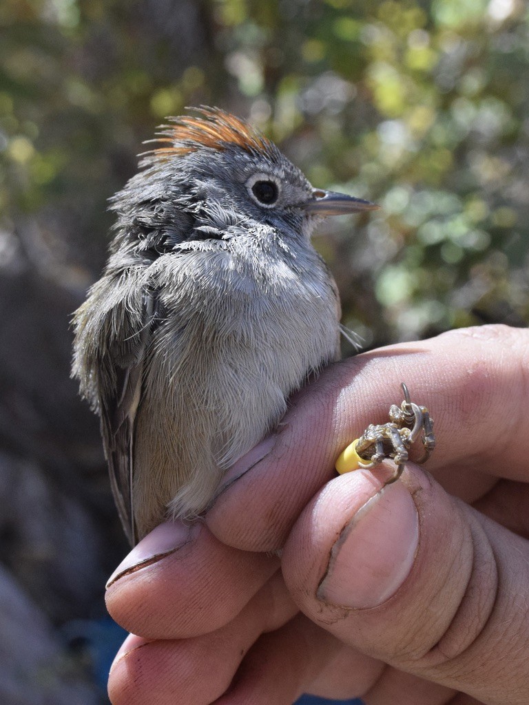 Colima Warbler - ML639487726