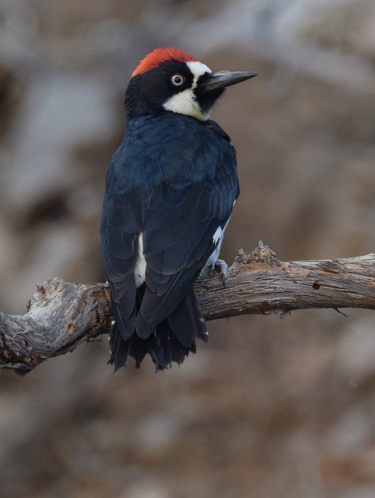 Acorn Woodpecker - ML639487746