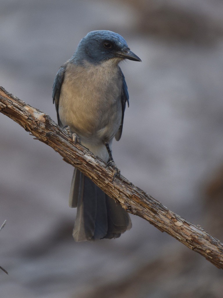 Mexican Jay - ML639487753