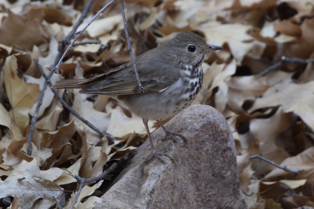 Hermit Thrush - ML639487762