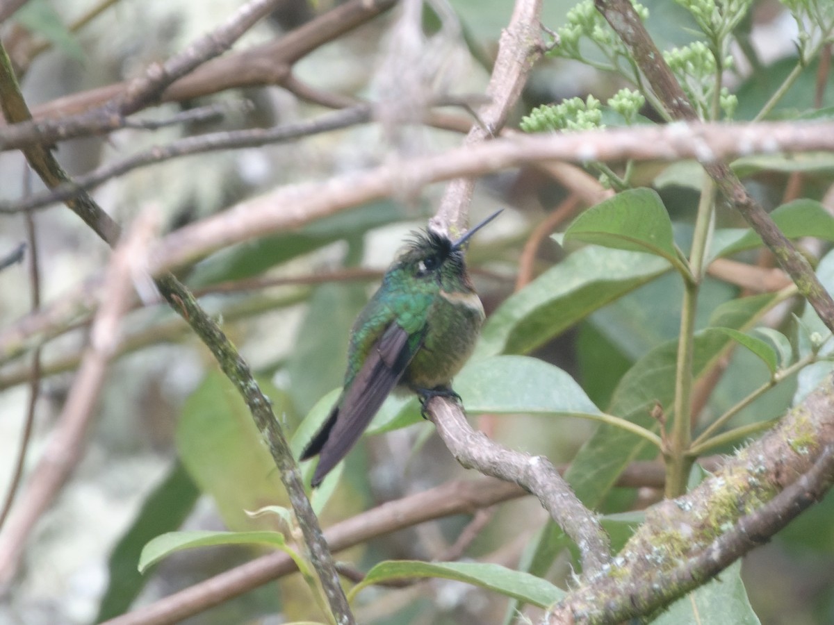 Amethyst-throated Sunangel - ML639487769
