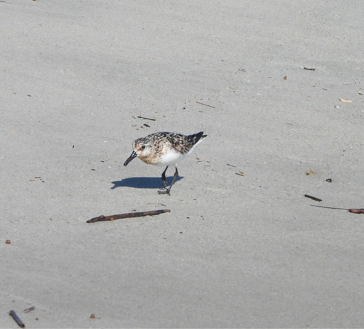 Sanderling - ML639487773