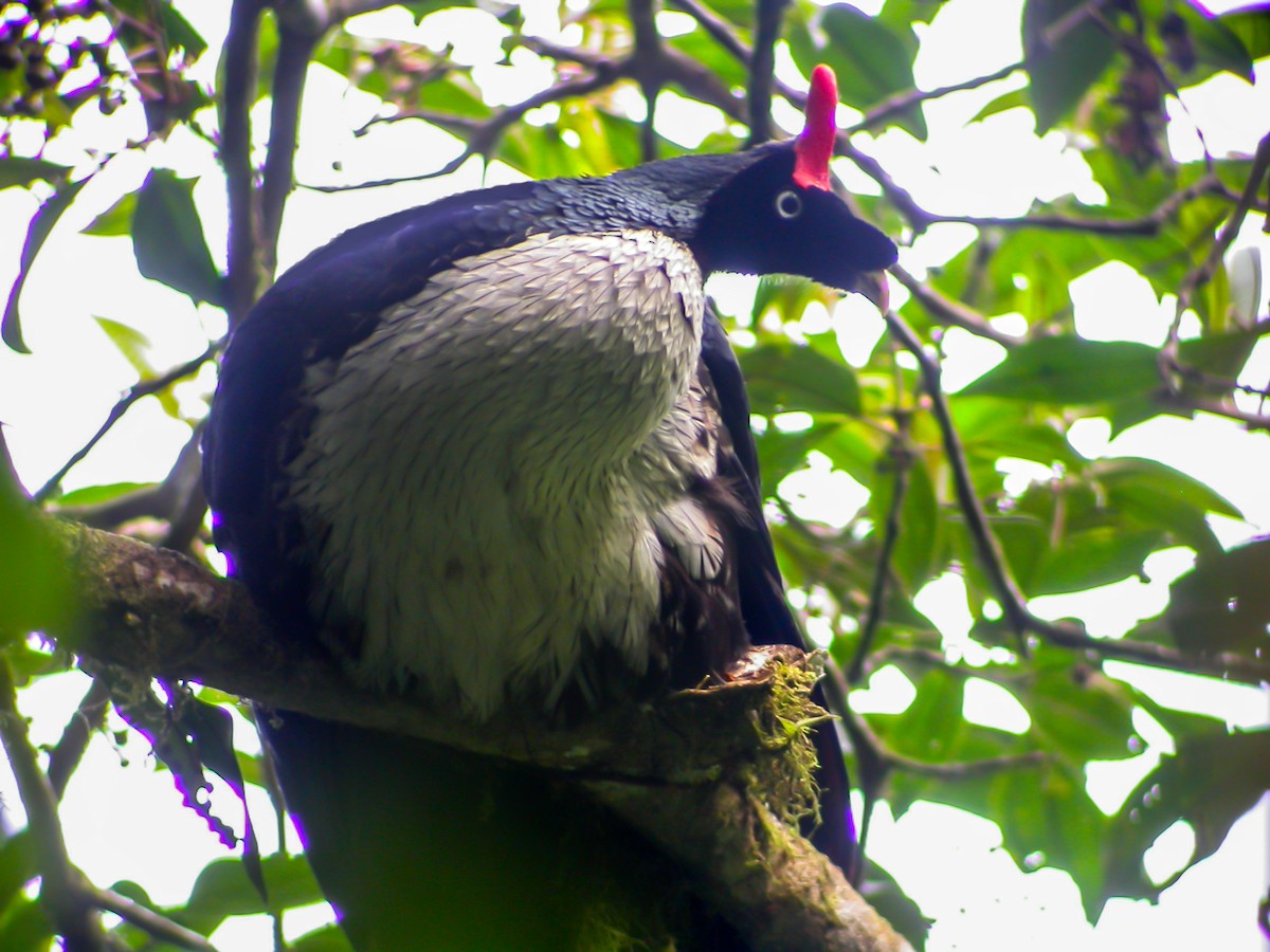 Horned Guan - ML639487782