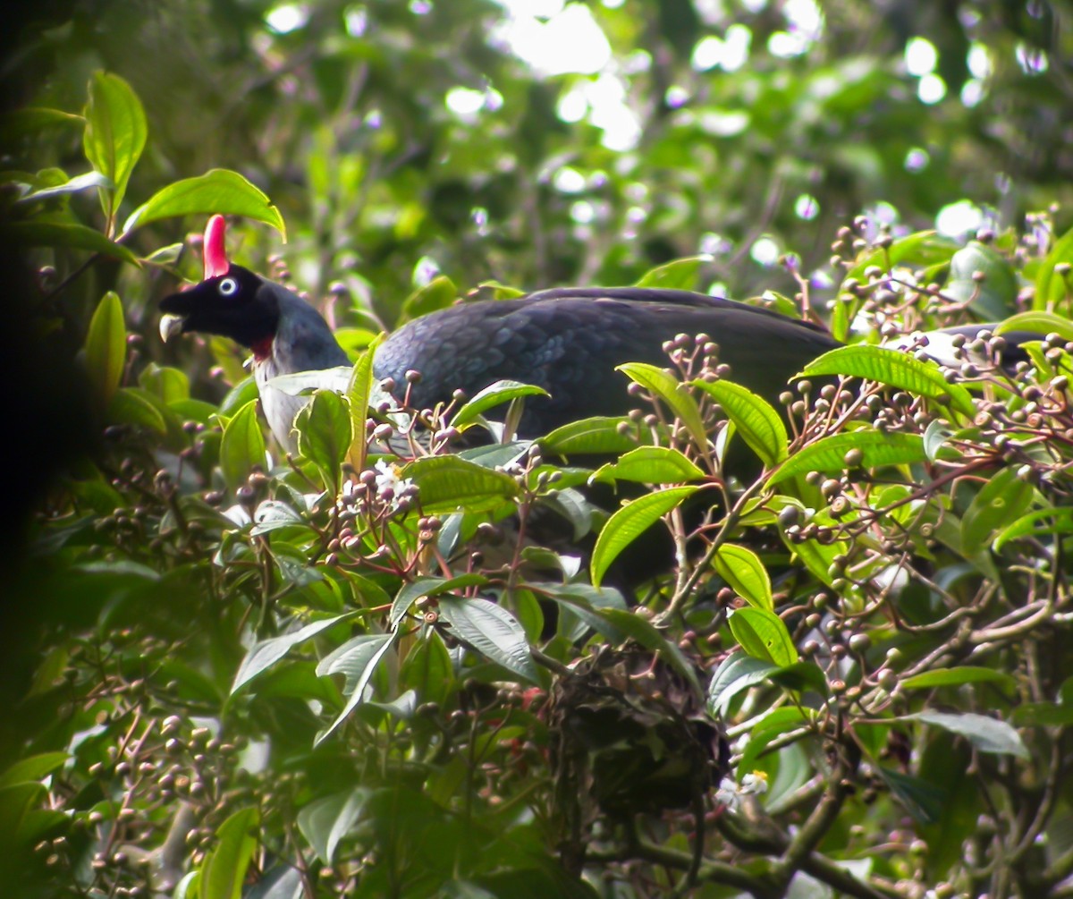 Horned Guan - ML639487789