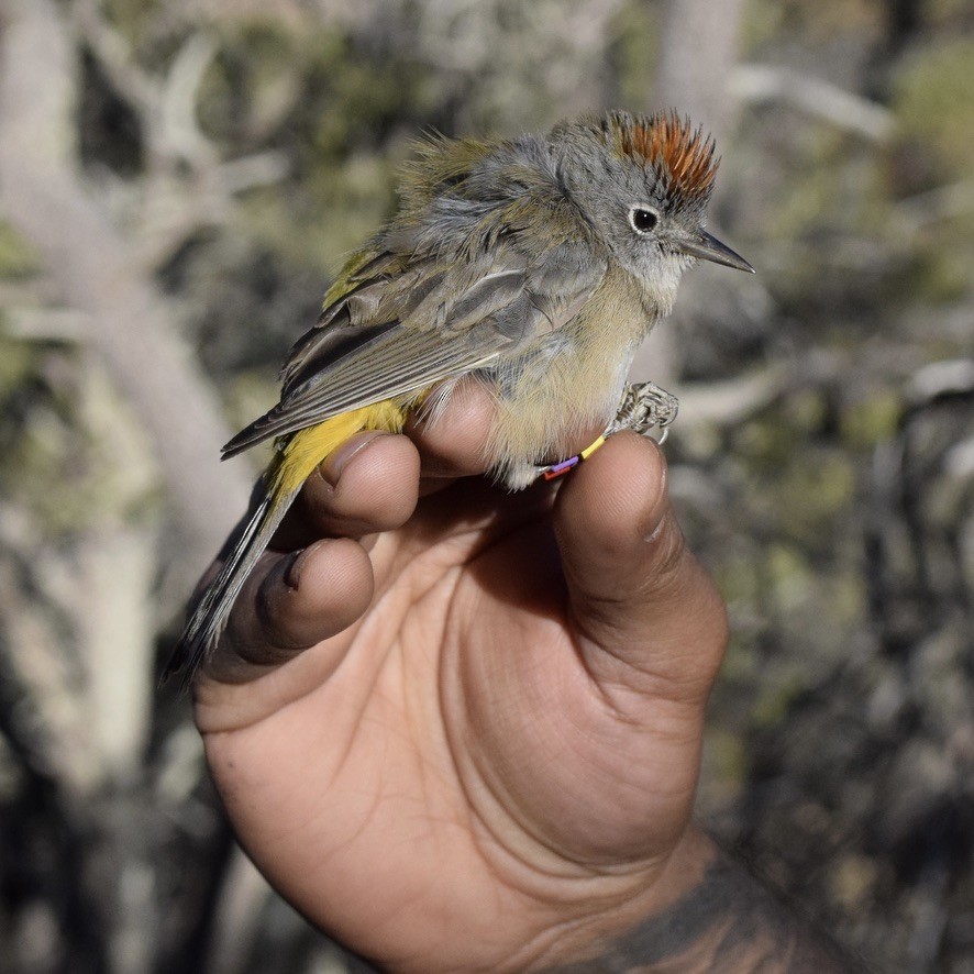 Colima Warbler - ML639487839
