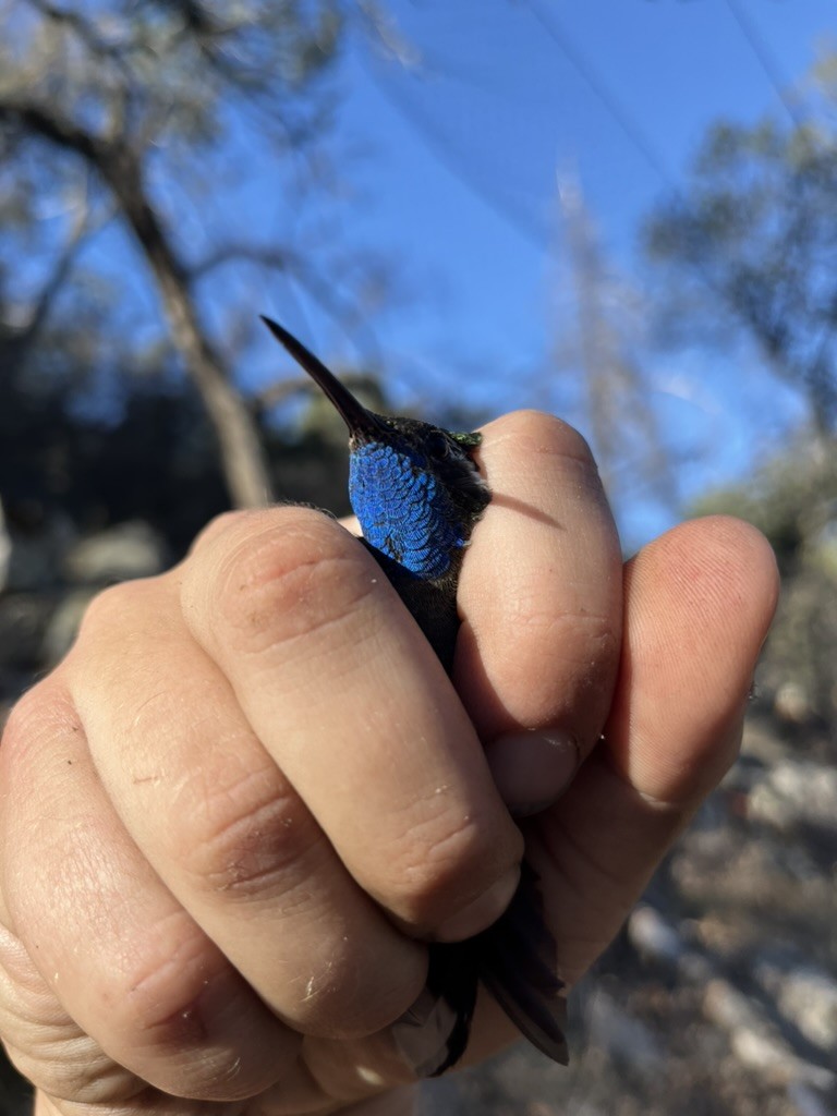 Blue-throated Mountain-gem - ML639487864