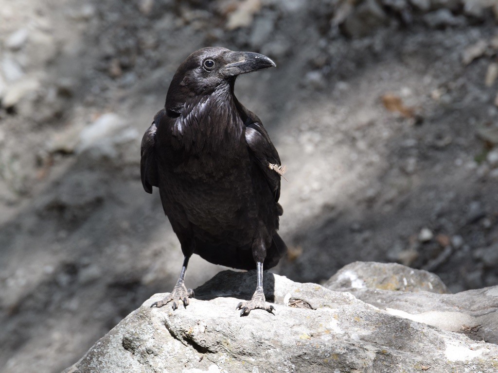 Common Raven - ML639487889
