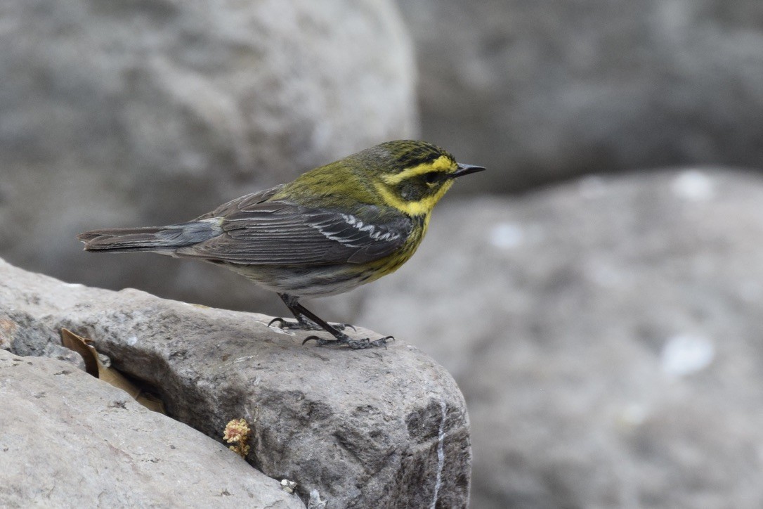 Townsend's Warbler - ML639487918