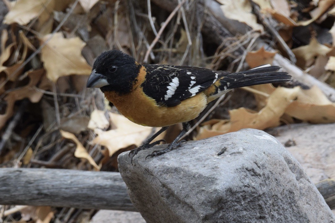 Black-headed Grosbeak - ML639487928