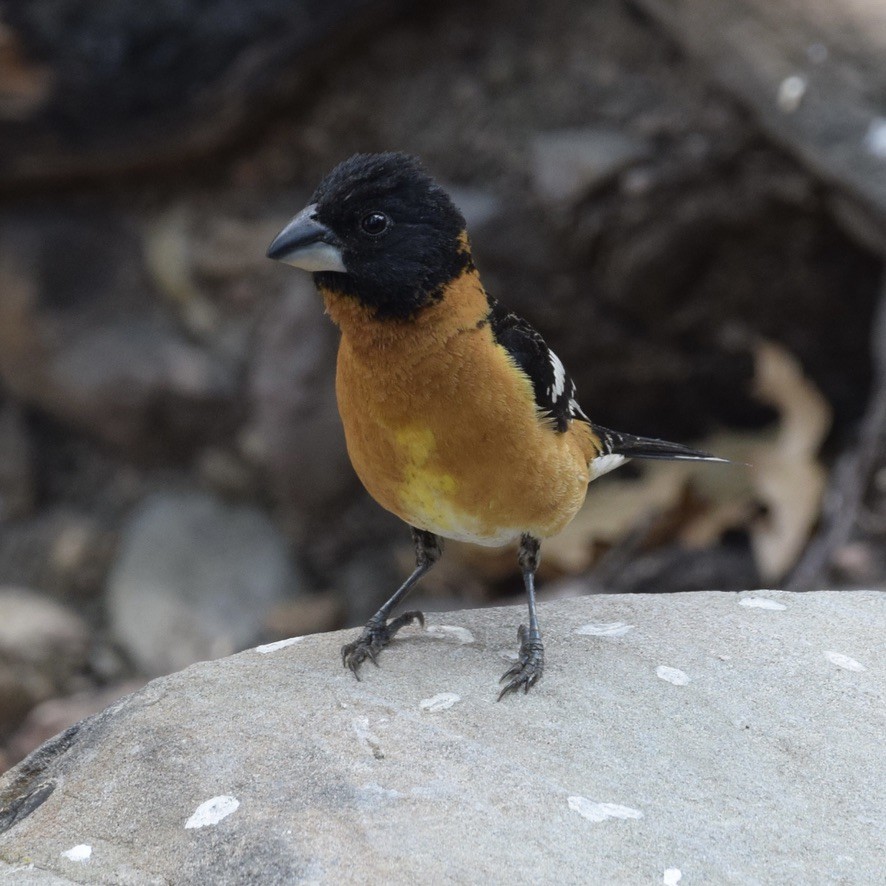 Black-headed Grosbeak - ML639487929