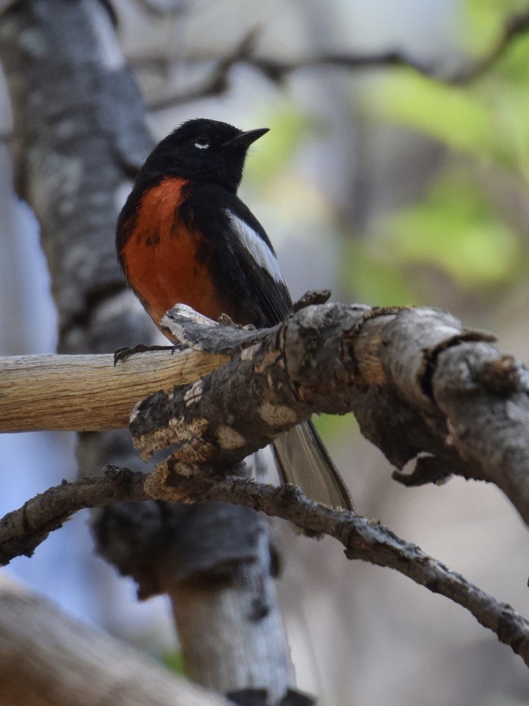 Painted Redstart - ML639487957