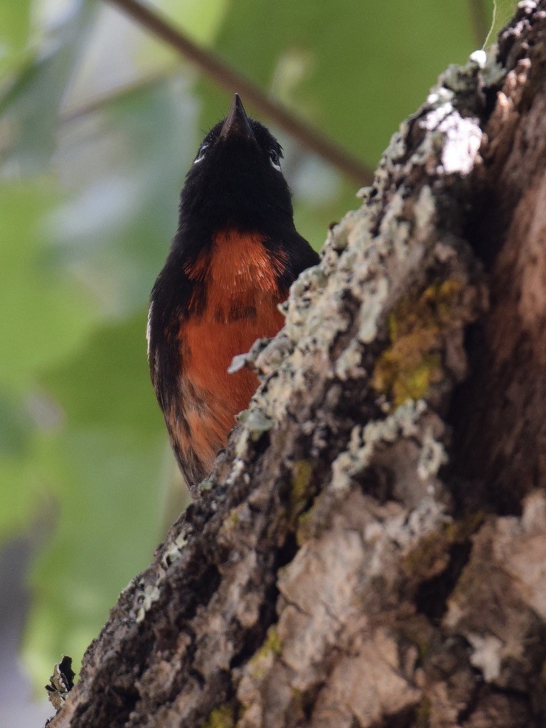 Painted Redstart - ML639487975
