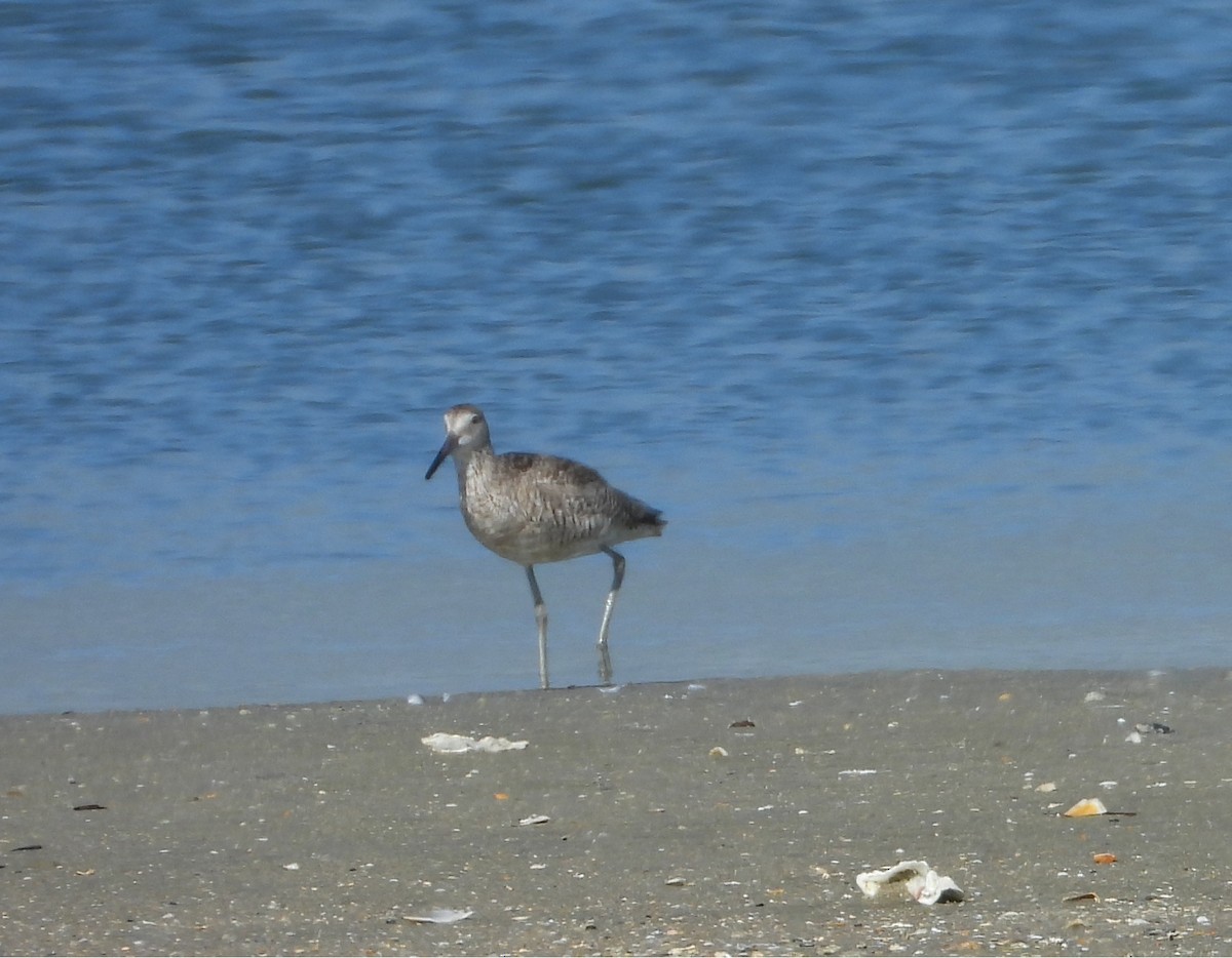 Willet - ML639488003