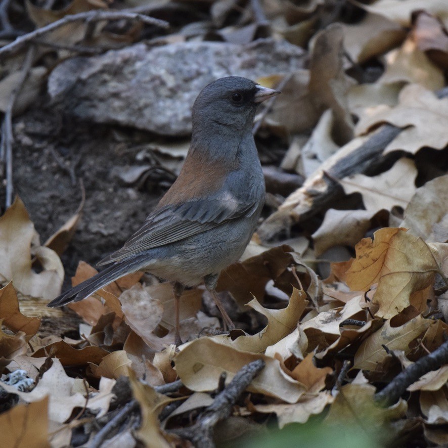 Dark-eyed Junco (Gray-headed) - ML639488033
