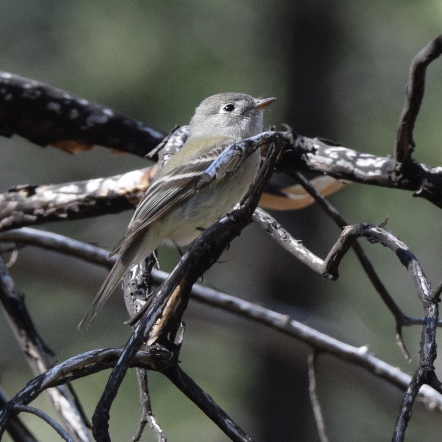 Hammond's Flycatcher - ML639488057
