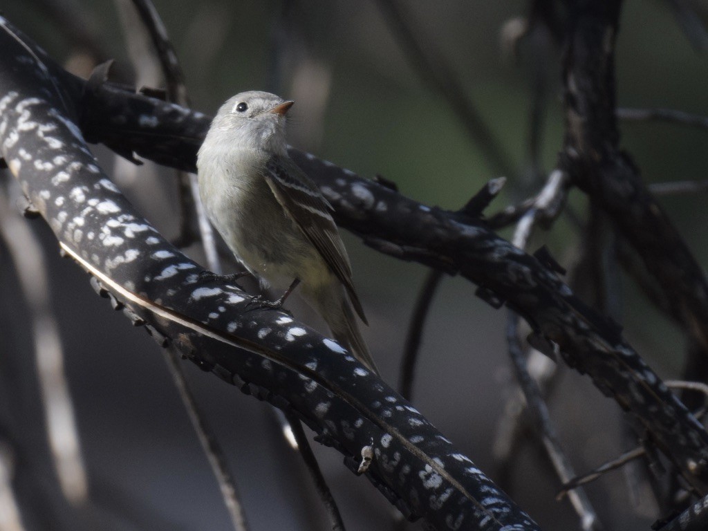 Hammond's Flycatcher - ML639488058