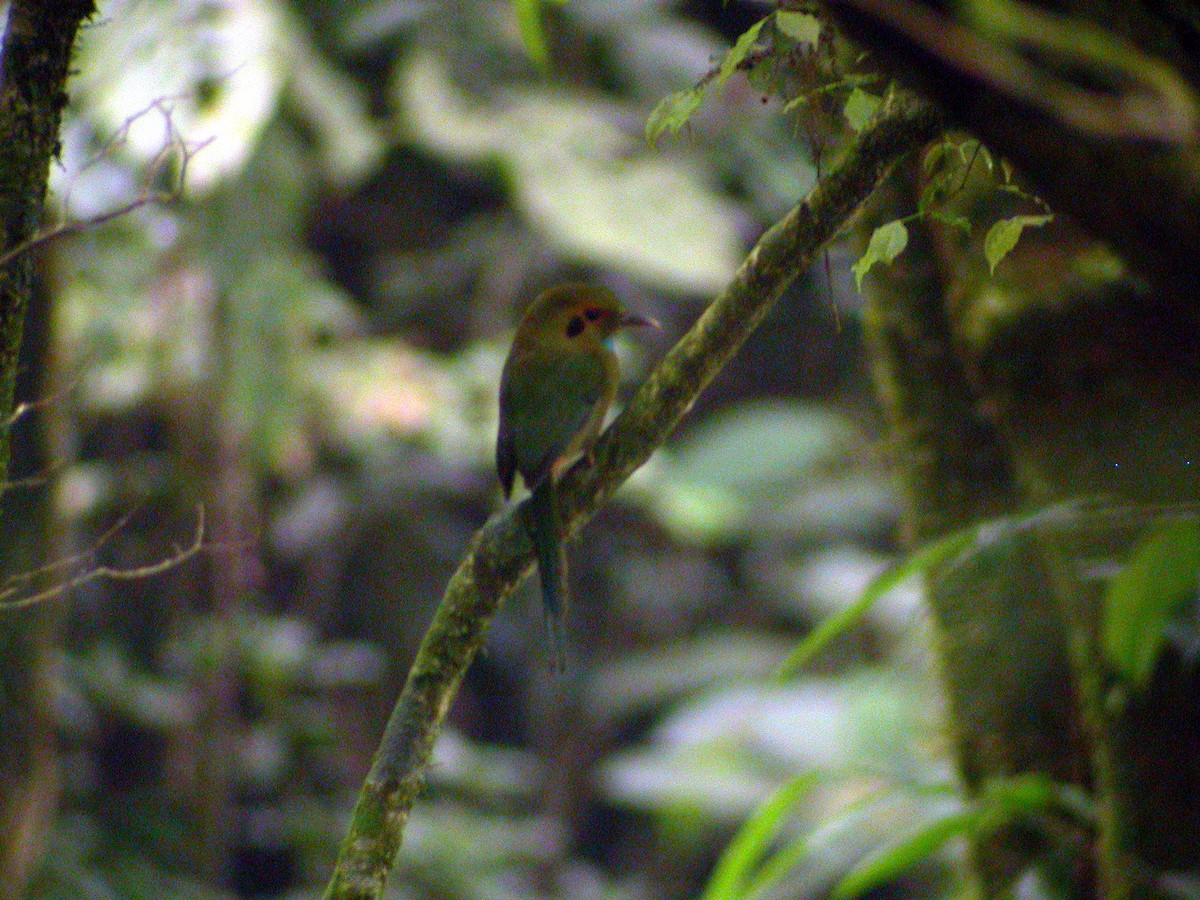 Motmot à gorge bleue - ML639488104
