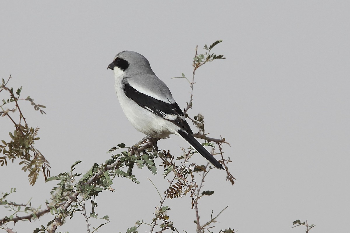 Great Gray Shrike (Arabian) - ML639488114