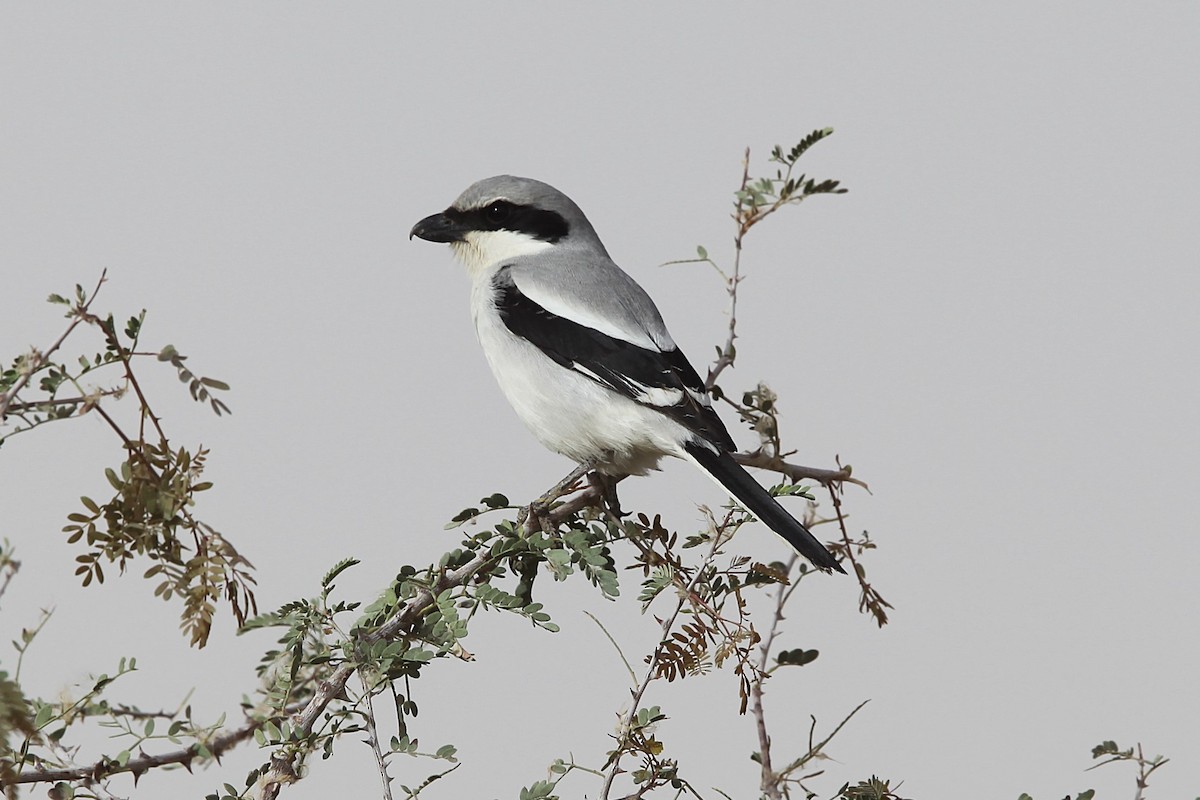 Great Gray Shrike (Arabian) - ML639488116
