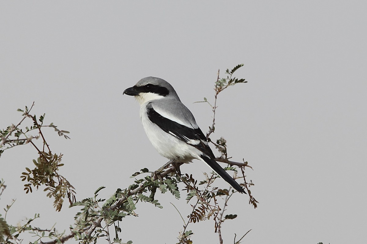 Great Gray Shrike (Arabian) - ML639488117