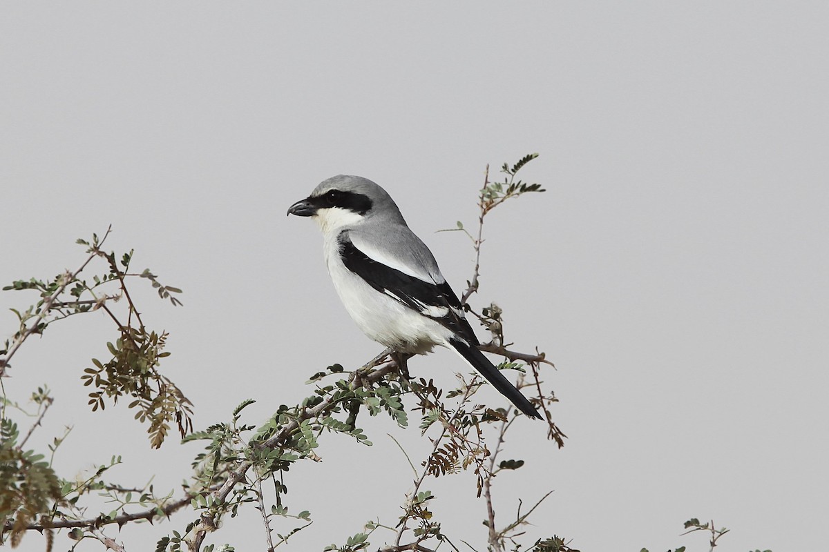 Great Gray Shrike (Arabian) - ML639488118