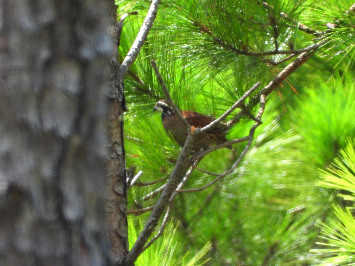 Northern Bobwhite - ML639488251