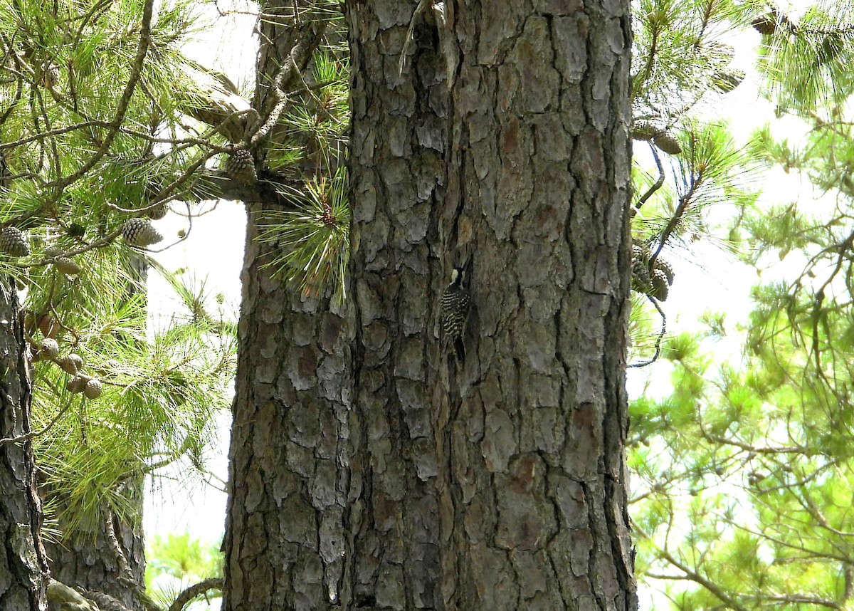 Red-cockaded Woodpecker - ML639488263