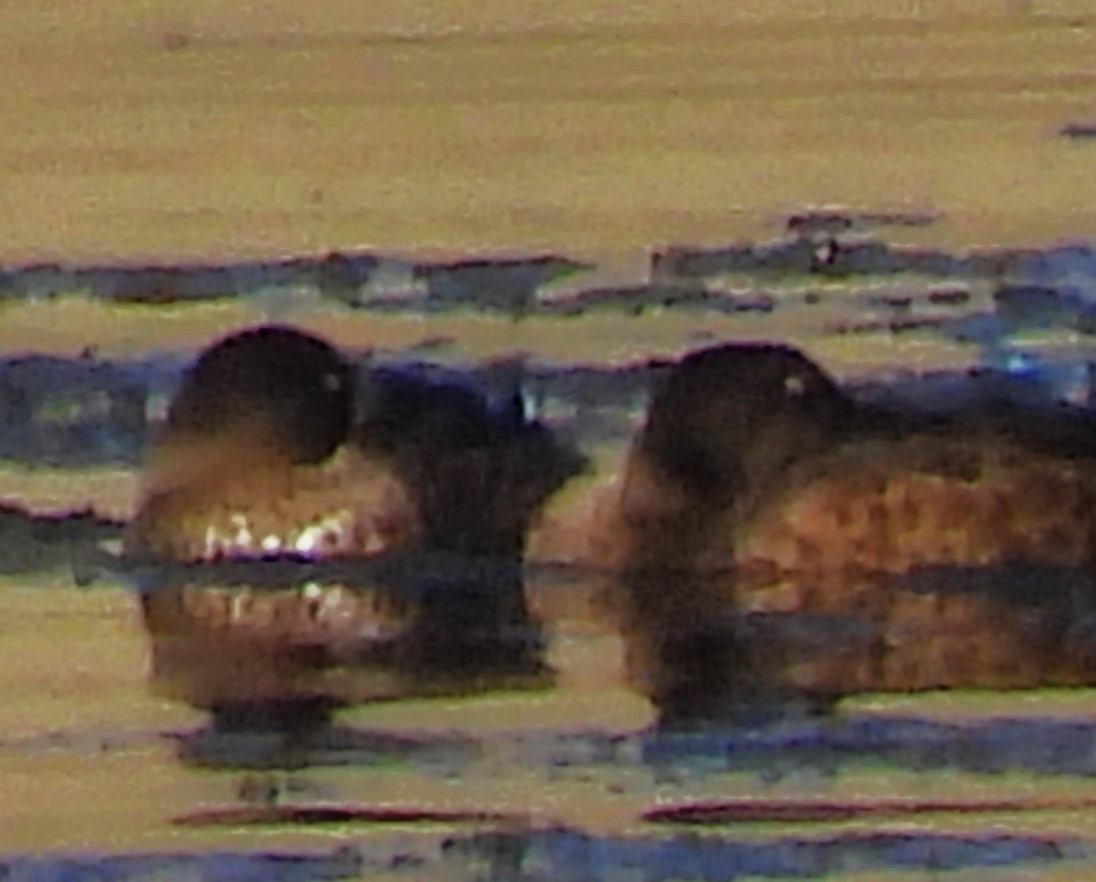 kachnovití sp. - ML639488321