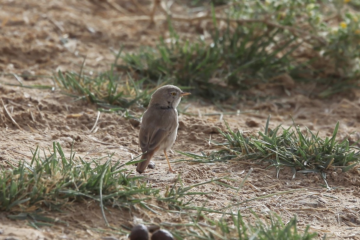 Asian Desert Warbler - ML639488434