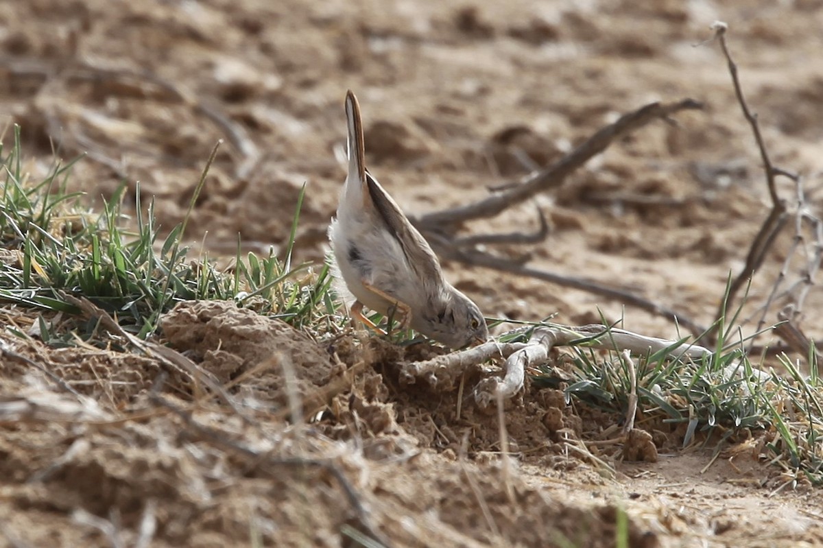 Asian Desert Warbler - ML639488436