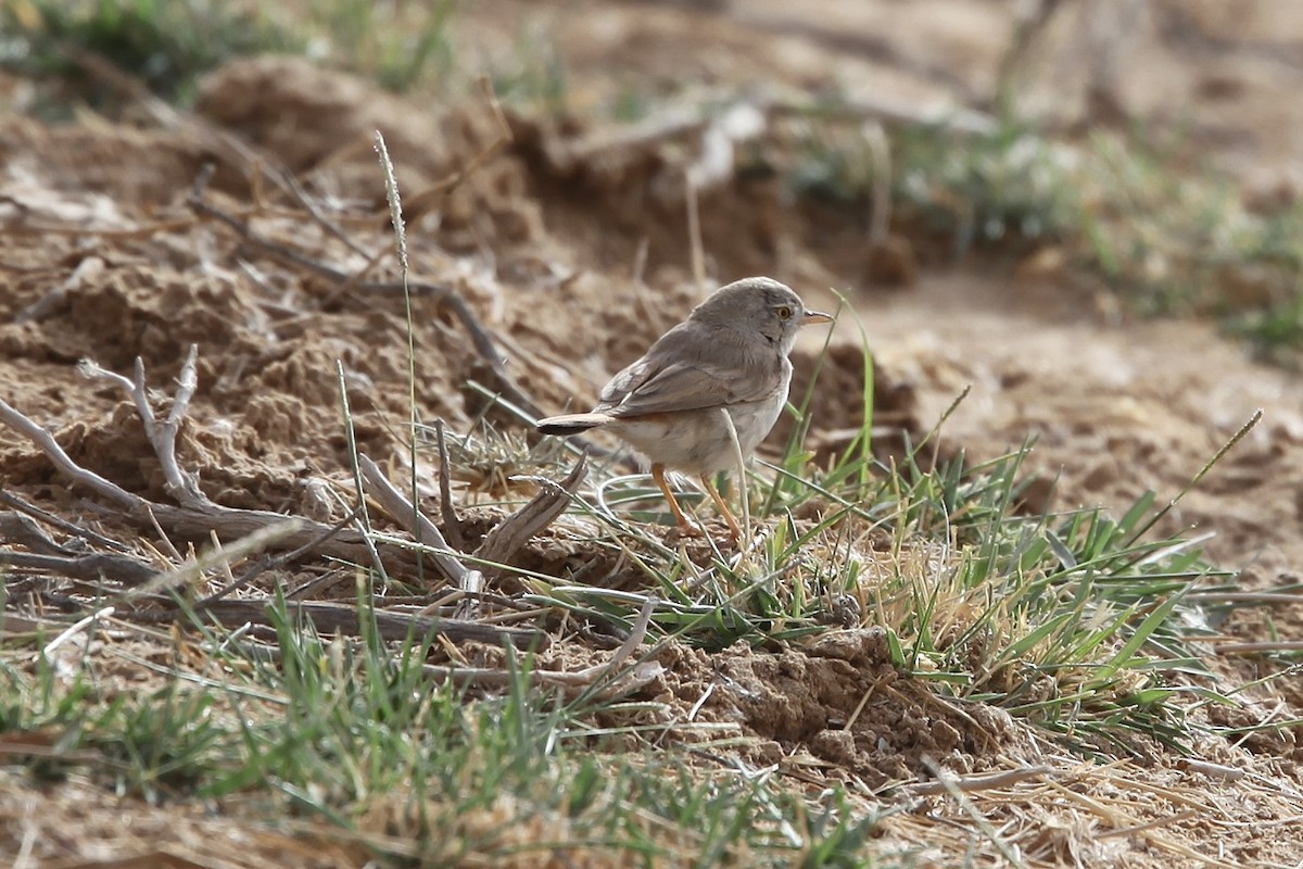 Asian Desert Warbler - ML639488437