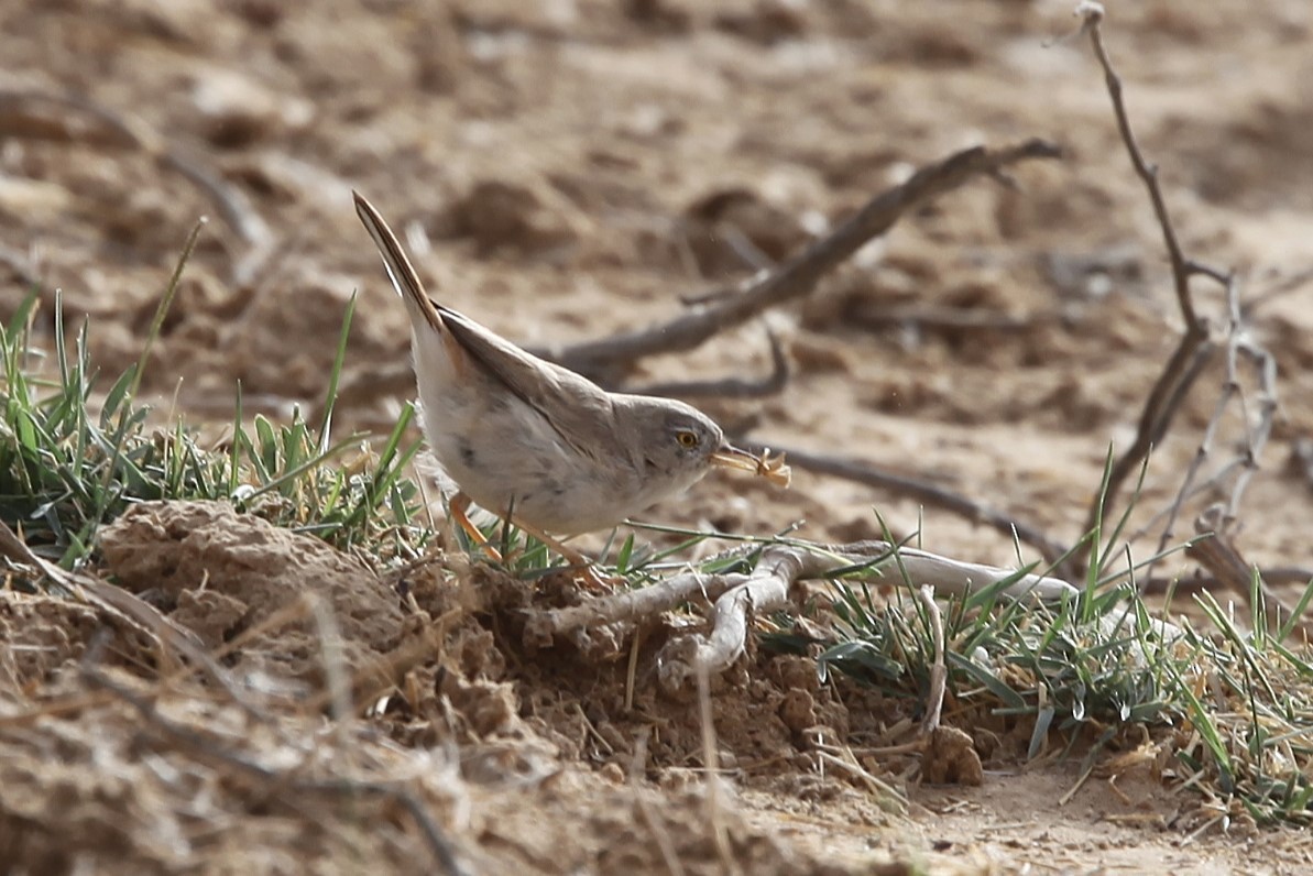 Asian Desert Warbler - ML639488440