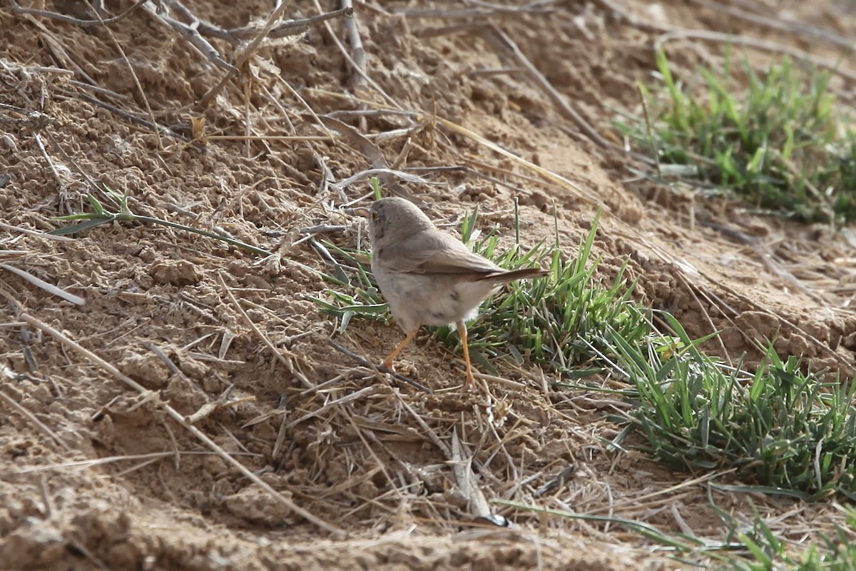 Asian Desert Warbler - ML639488441