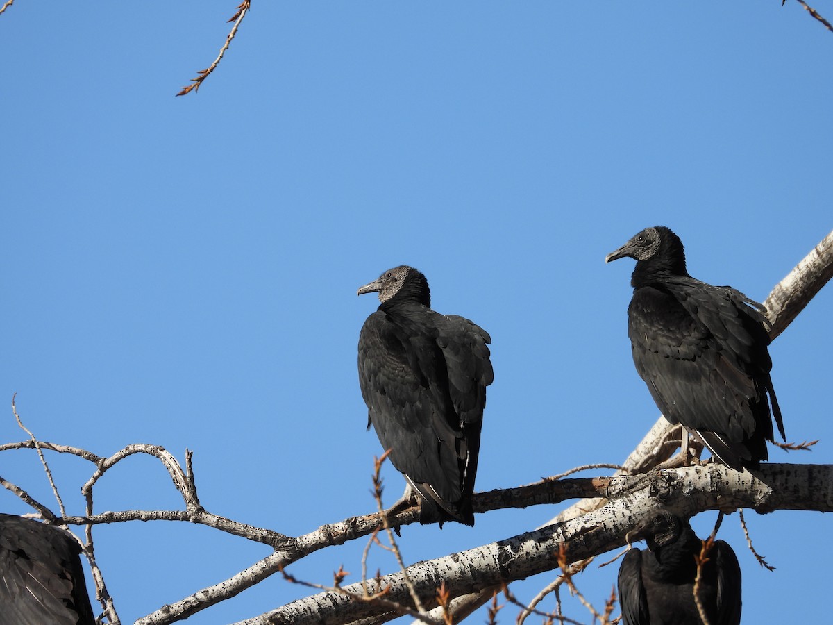 Black Vulture - ML639488543